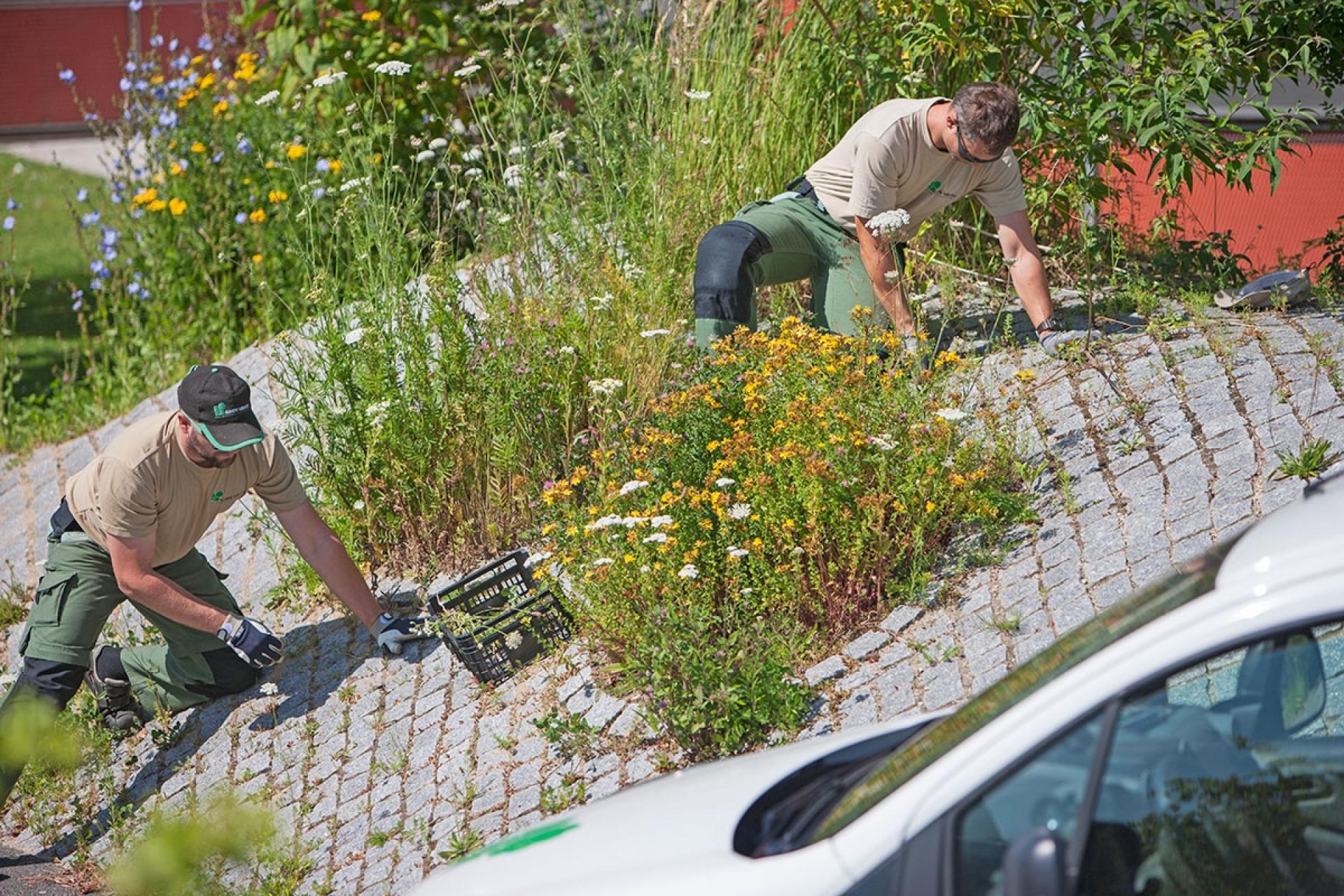 Ud over specialisering i drift og vedligeholdelse af grønne områder arbejder Grøn Vækst også med vintertjeneste, nyanlæg, ejendomsservice, træpleje, anlæg af beplantning og græs m.v.