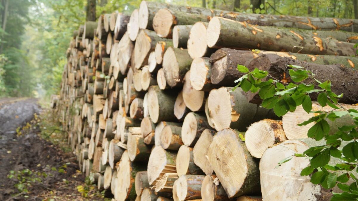 HedeDanmark beskæftiger sig med alt inden for det grønne felt såsom skovdrift, naturgenopretning, klimasikring, cirkulær bioøkonomi, grøn pleje, vintersikring og en række andre områder. Pressefoto.
