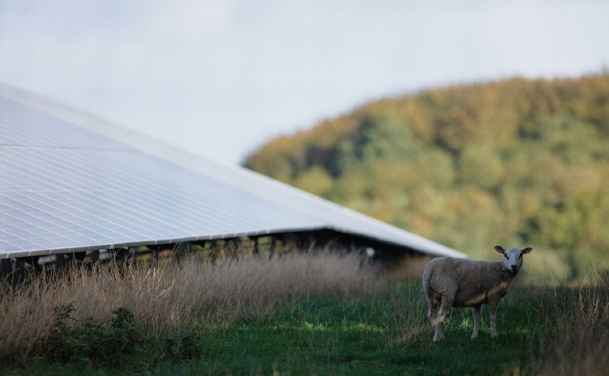 Better Energys ansøgning til etablering af en solcellepark i et naturskønt område ved Tvis Å ligger nu hos Holstebro Kommune. Energiselskabet har forinden forsøgt at afdække mulige naturmæssige og rekreative tiltag i den nye solcellepark. Arkivfoto: Better Energy