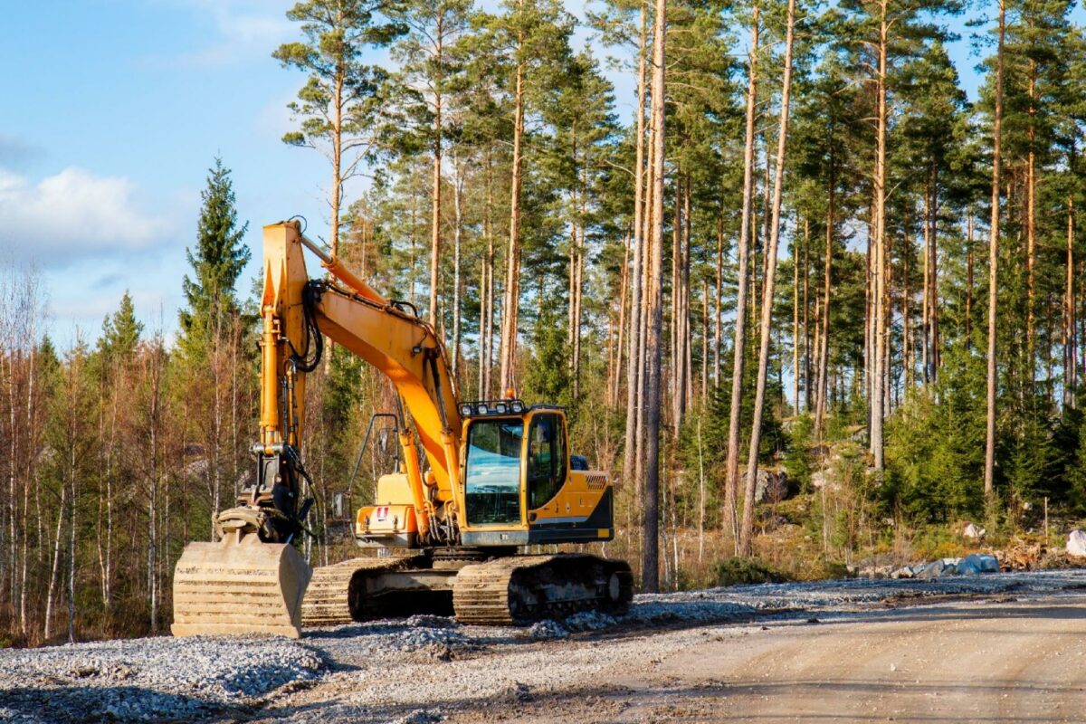 Verden står i en natur- og biodiversitetskrise, hvor plante- og dyrearter uddør hurtigere end nogensinde før. Foto: Gettyimages.