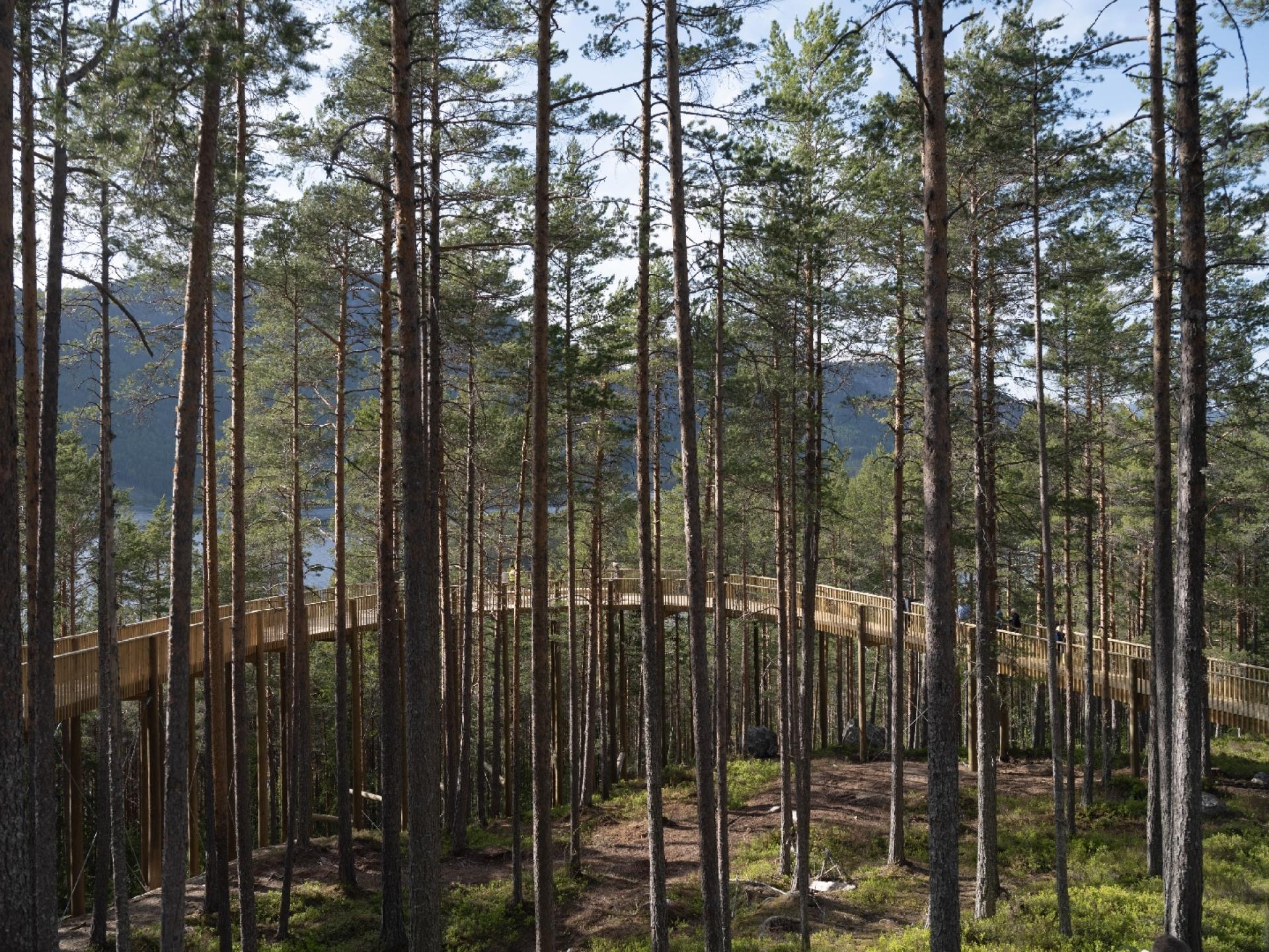 Både den bærende struktur, plankestien og rækværket er lavet af lokalt fyrretræ, så strukturen bogstaveligt talt smelter sammen med de eksisterende fyrretræer på bjerget, og giver det visuelle indtryk, at fjeldstien svæver gennem skoven. Foto: Rasmus Hjortshøj