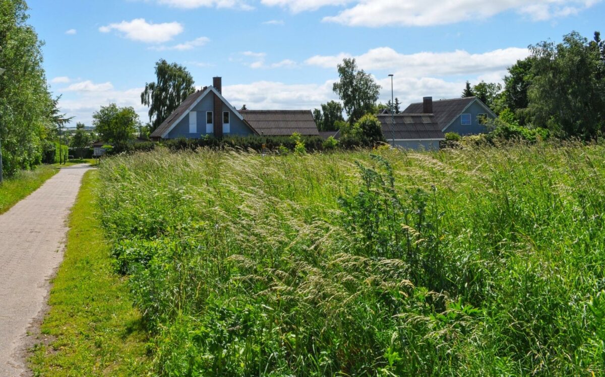 Flere kommuner og private haveejere er begyndt at praktisere Vild med Vilje, hvilket giver liv til insekter, smådyr og fugle. De mere naturbaserede løsninger fremmer biodiversiteten. Foto: Getty Images