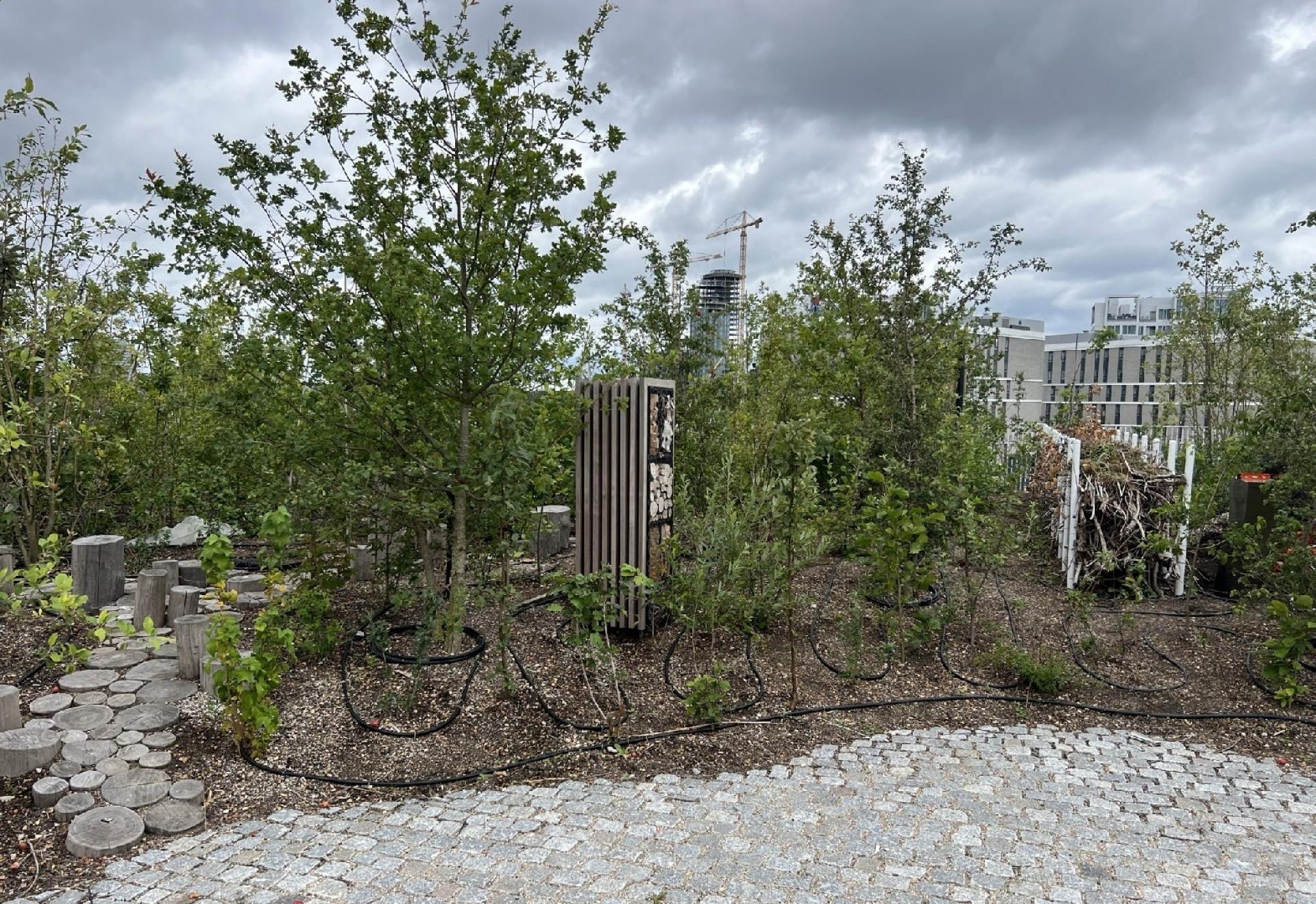 Der er både træer, buske og planter på toppen af den nye Ikea-bygning. Landskabsarkitekterne fra 1:1 Landskab har bevidst valgt at bygger videre på områdets naturlige flora og fauna. Foto: 1:1 Landskab