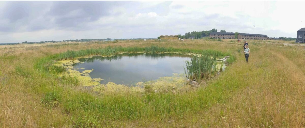 Biologer fra Furesø Kommune og Niras undersøger området i Sydlejren på Flyvestation Værløse.