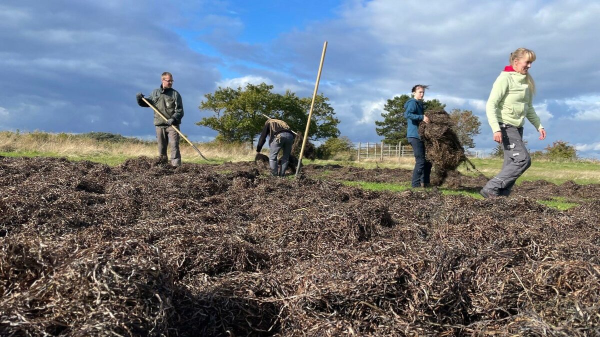 Der er rigelige mængder ålegræs ved Sydvestpynten ud for Kongelundskoven, som Amager Skovhjælpere nu har høstet og tørret til brug på det nye p-hus i nærliggende Ørestad Syd. Foto: Amager Skovhjælpere