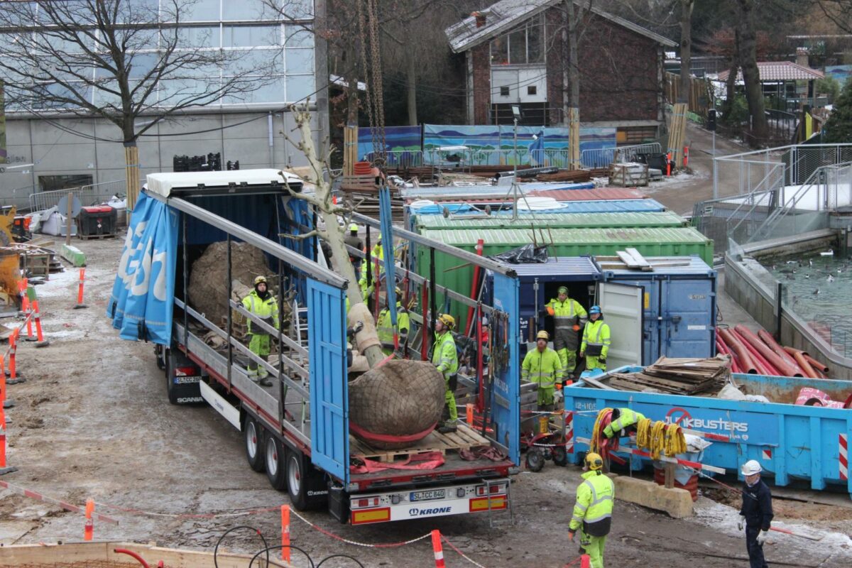 Et af de fire tons tunge platantræer, som fredag ankom med lastbiler og blev løftet på plads i det nye pandaanlæg i Københavns Zoo. Foto: Louise Gregersen.