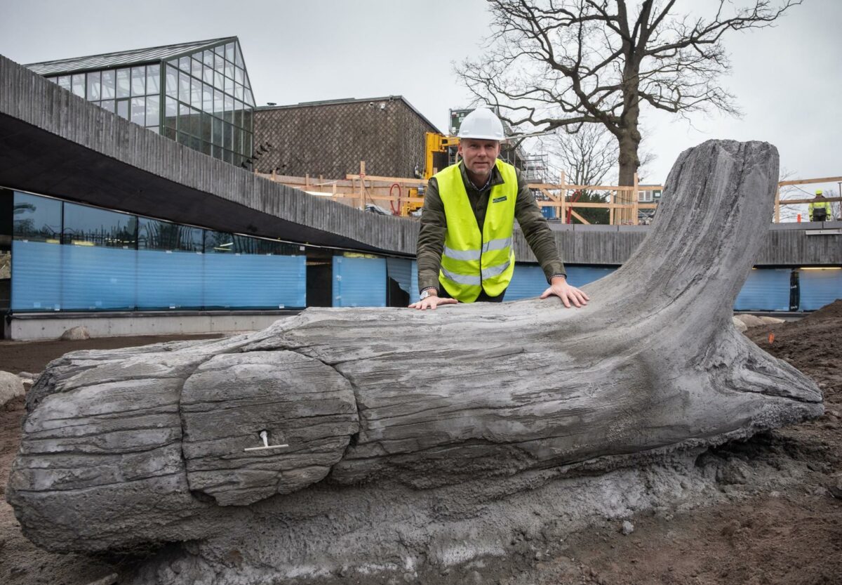 Når pandaerne ankommer til Zoo i april, kan de slange sig på træstammer med indlagt varme, som projektansvarlig Ole Puggaard fra Neotherm A/S her viser frem. Pressefotos.