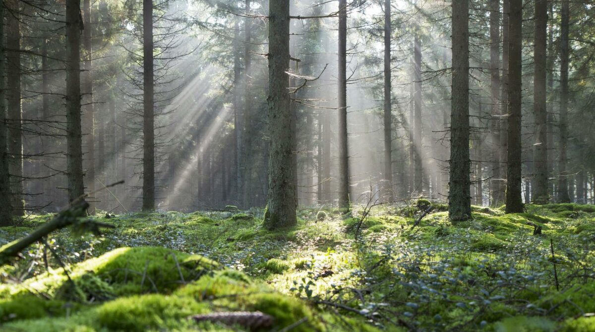 Der skal mere FSC-certificeret skov til Danmark, mener akustikpladeproducenten Troldtekt, som slår på tromme for træere i et nyt online tema. Foto: Troltekt.