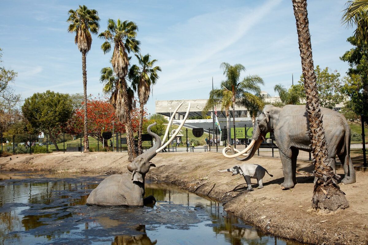 Asfaltsøerne i La Brea Tar Pits i Los Angeles gemmer på millioner af arkæologiske fund, blandt andet 50.000 år gamle fossiler af istidens kæmpestore mammutter. Foto: La Brea Tar Pits.