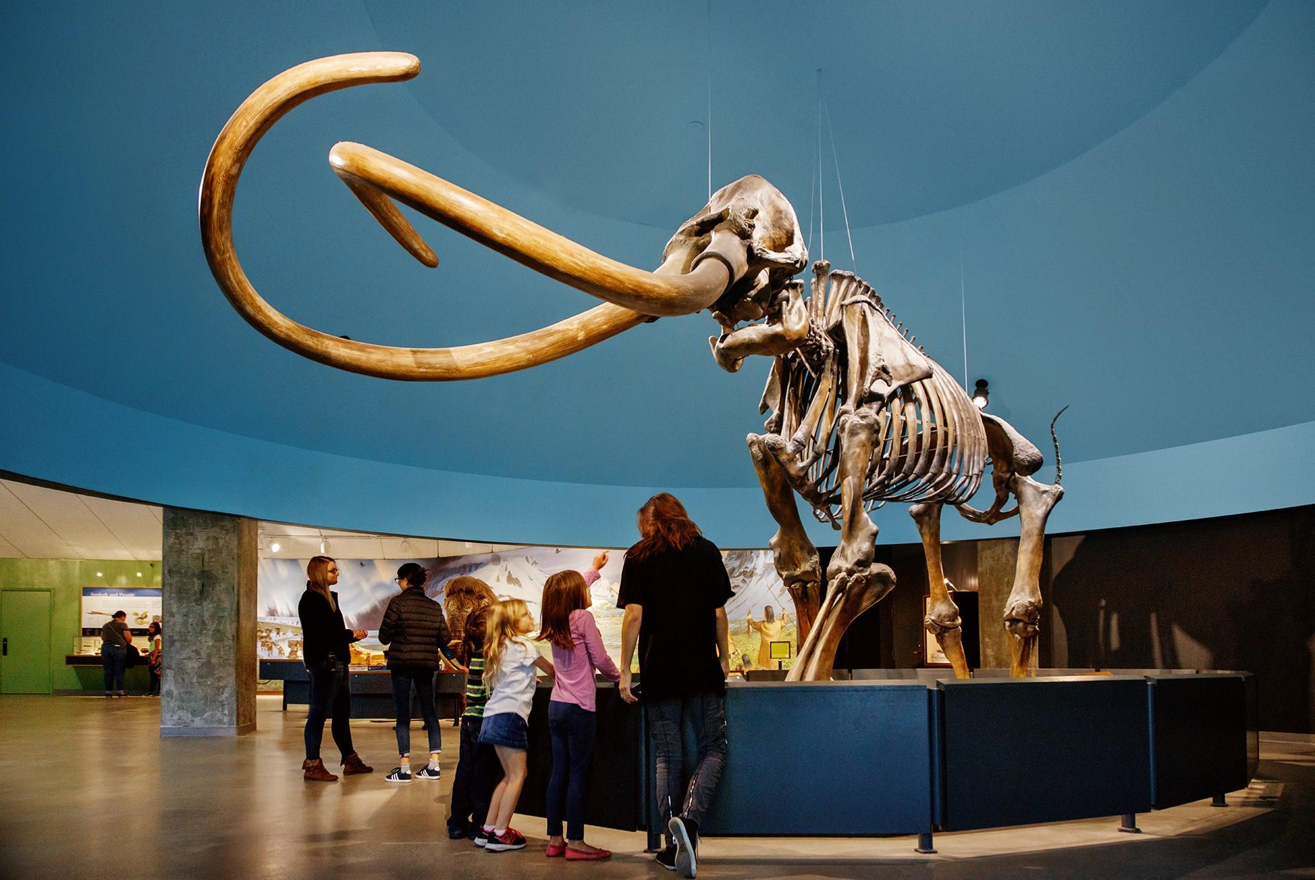 Asfaltsøerne i La Brea Tar Pits i Los Angeles gemmer på millioner af arkæologiske fund, blandt andet 50.000 år gamle fossiler af istidens kæmpestore mammutter. Foto: La Brea Tar Pits.