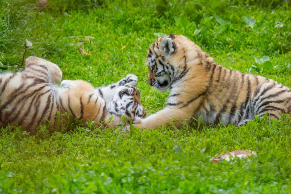 Var det noget med at producere trælegetøj til unger som disse. Foto: Odense Zoo.