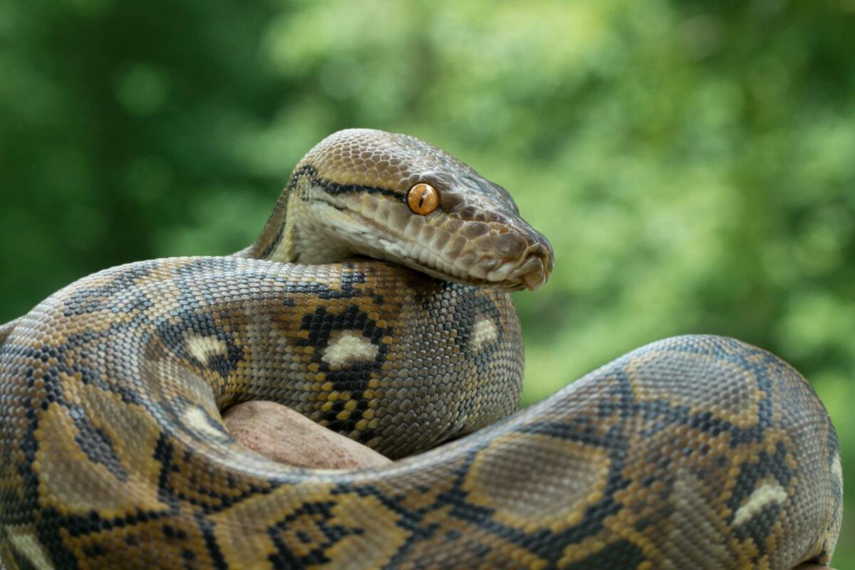 Slangeskind (som eksempelvis fra denne python) har givet forskere inspiration til at lave mønstrede pæle til pælefundering. Foto: Getty Images.