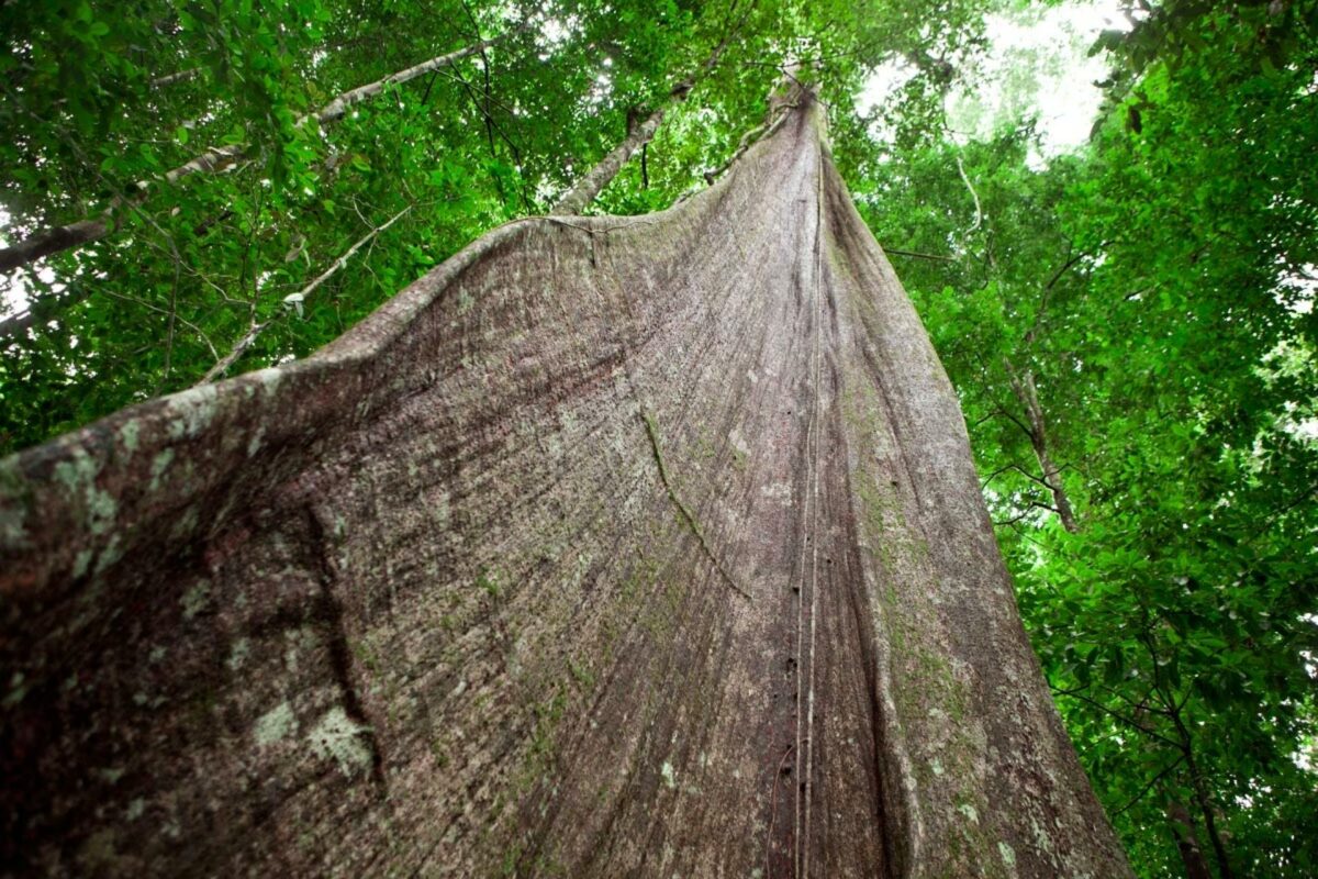 Skovrydningen i Amazonas nået sit højeste niveau i 12 år. Pressefoto.