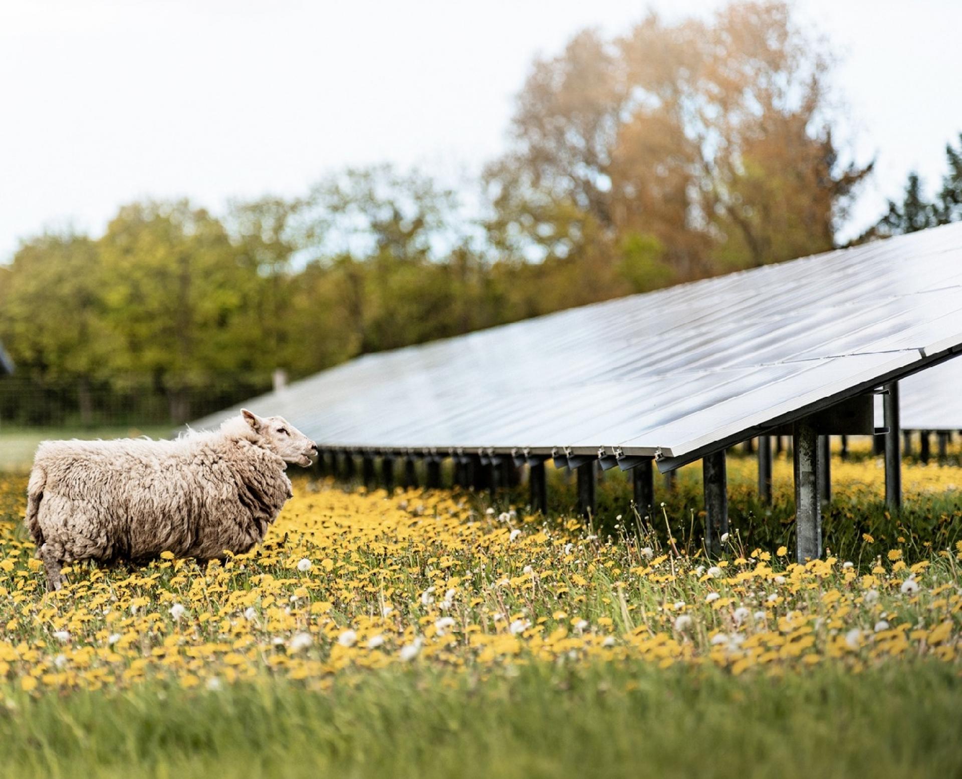 Anlægget er etableret, så det tager hensyn til dyre- og planteliv i området.