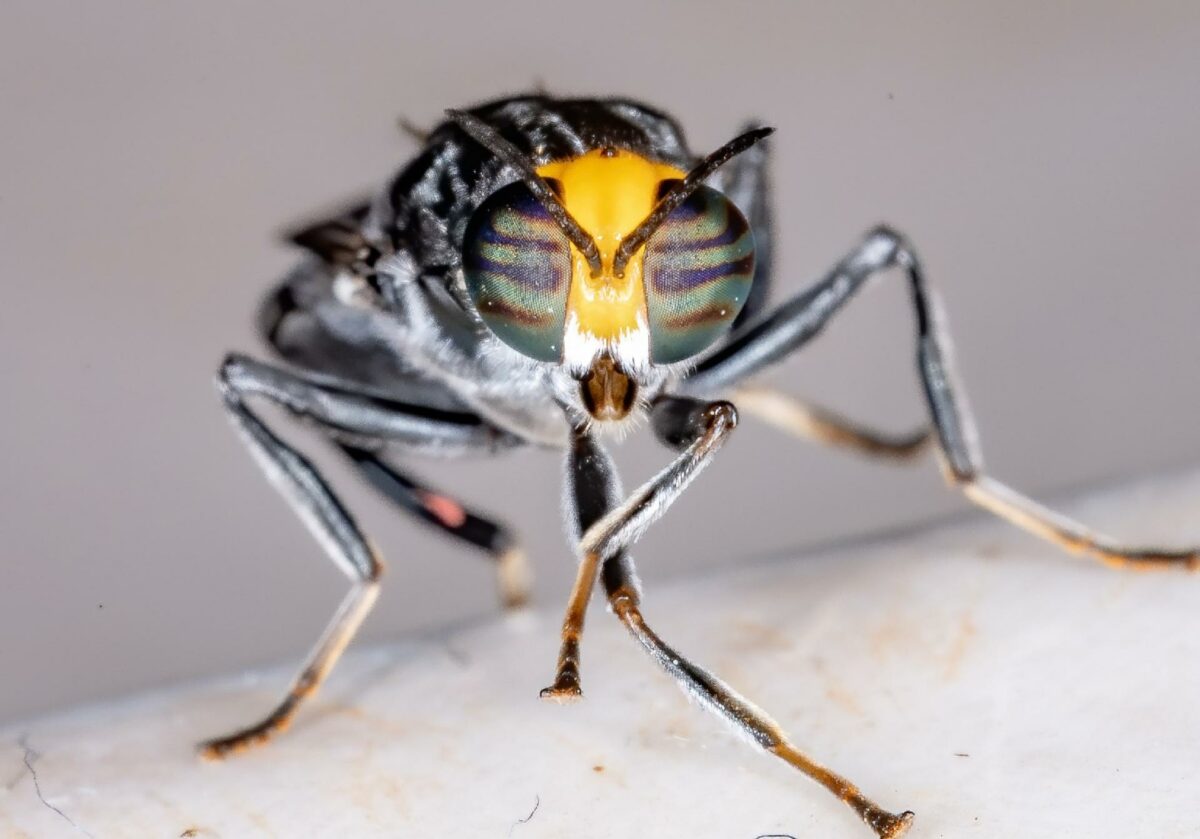 Der vil blive produceret 100 ton Black Soldier Fly-larver om dagen svarende til 11.000 ton insektprotein om året, når den nye 24.000 m2 insektfabrik står klar i Hedensted Kommune i slutningen af 2023. Foto: Getty Images