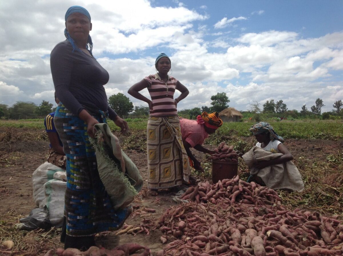 Niras er i gang med et projekt, der skal forbedre investeringsklimaet for landbrugssektoren i Tanzania. Her ses pakning af søde kartofler i landets nordlige del. Foto: Jacob Hove.