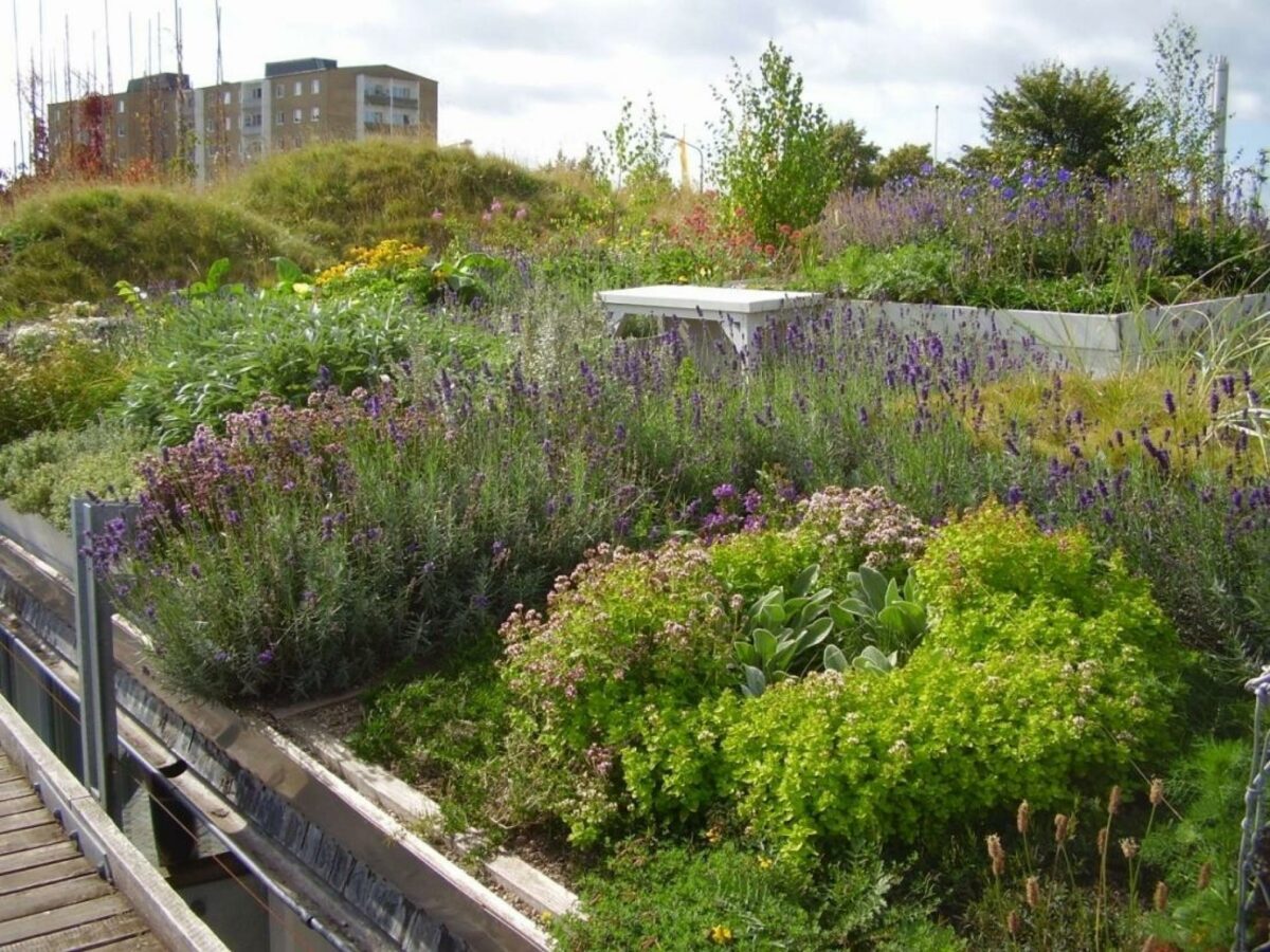 Der bliver større og større fokus på at etablere grønne tage - her ses et af slagsen i Malmø. Foto Grønnera Stad AB.