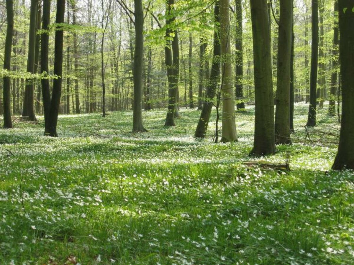 FSC Danmark har udviklet en hjælpepakke, der skal gøre det nemmere for offentlige indkøbere at vælge FSC-certificeret træ. Foto: FSC Danmark.