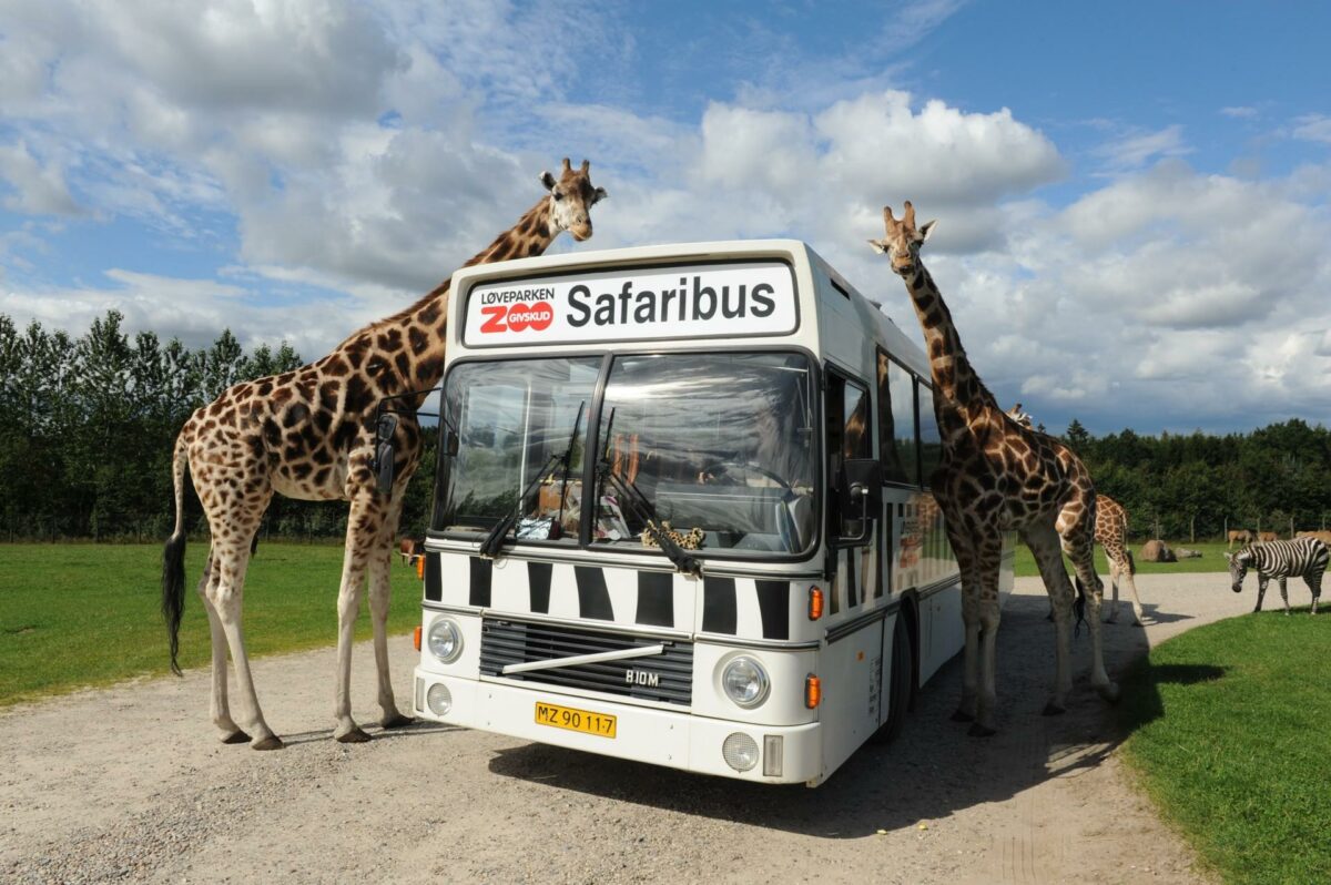 Givskau Zoo har igangsat en omfattende energirenovering. Foto: Givskud Zoo.