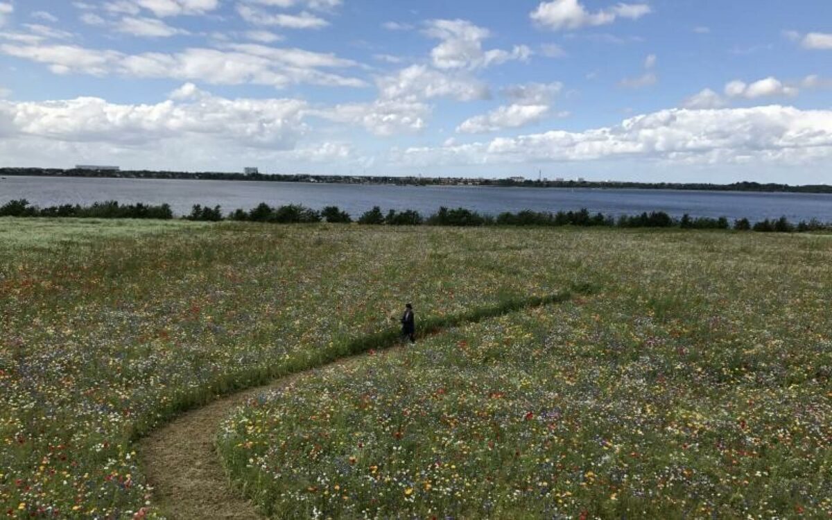 Københavns Kommune er blandet de nominerede til Lille Arne for Byskoven, som er en del af kommunens træprioriteringsplan. Foto: Københavns Kommune.