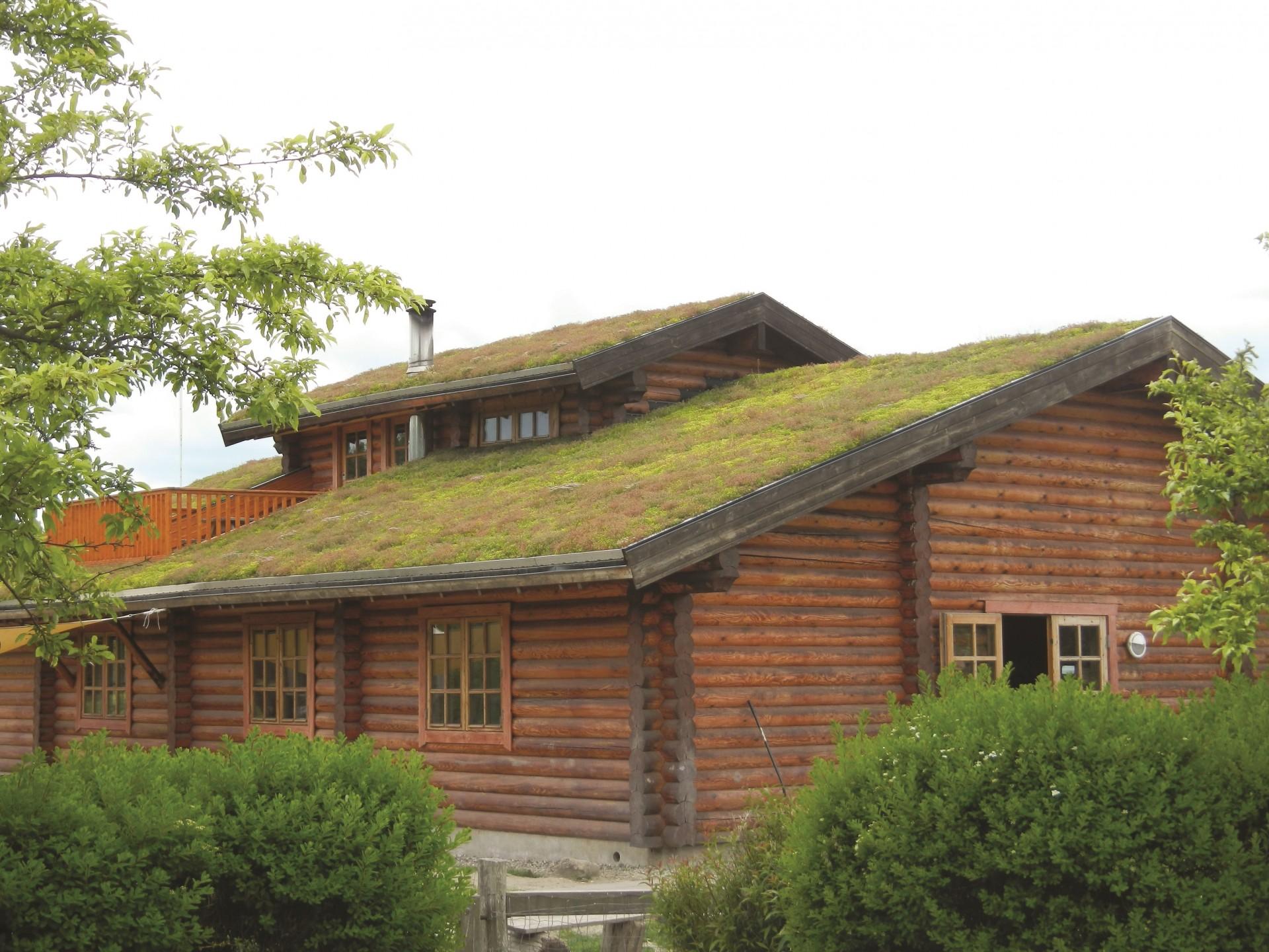 Stemningsbillede af grønt tag på børnehuset Fuglereden, Lejre