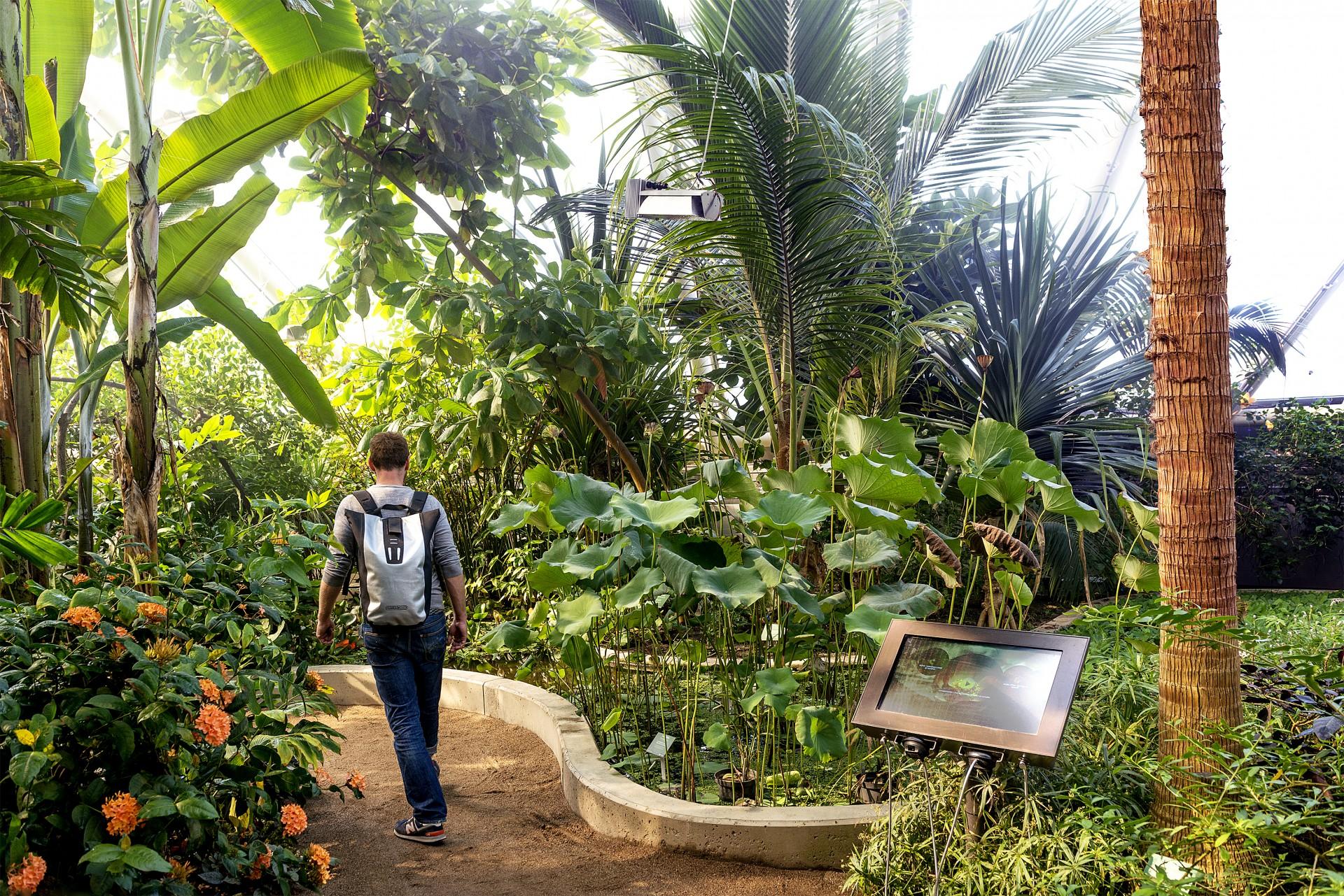 Siden åbningen af det nye tropiske væksthus i Botanisk Have i Aarhus i 2014 har det brede publikum fået smag for at tage på en botanisk rejse blandt de cirka 4.000 subtropiske og tropiske plantearter. Foto: Schneider Electric.