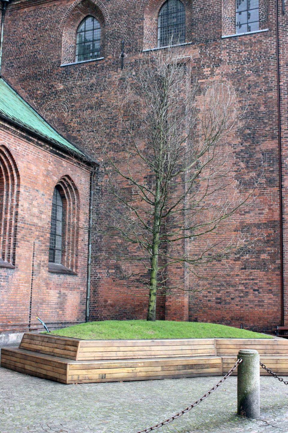 Som en del af omdannelsen af Bispetorv er der også plantet et 26 år gammelt egetræ ved siden af domkirken, hvor der også stod et træ i gamle dage. Foto: Kristian Troelsen.