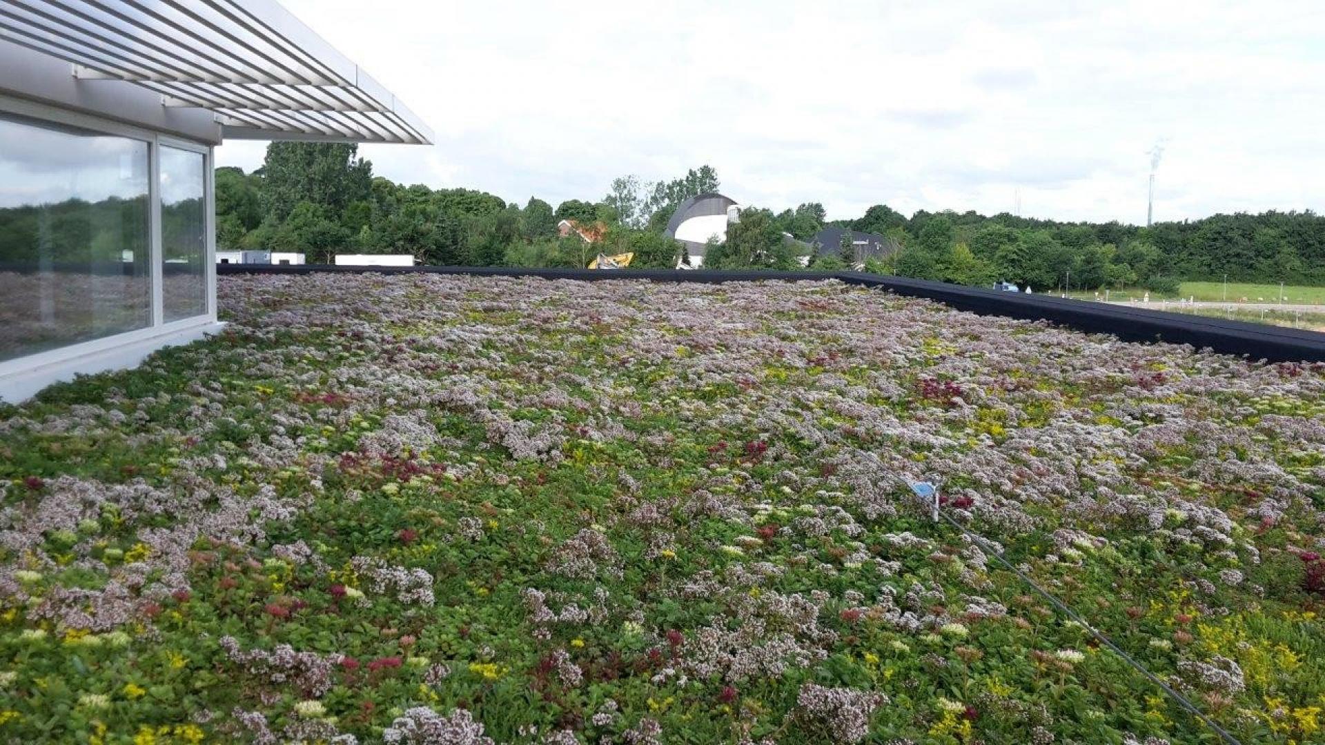 Gennem de senere år er efterspørgslen på grønne tage til både private og offentlige bygninger eksploderet. Foto: PR.