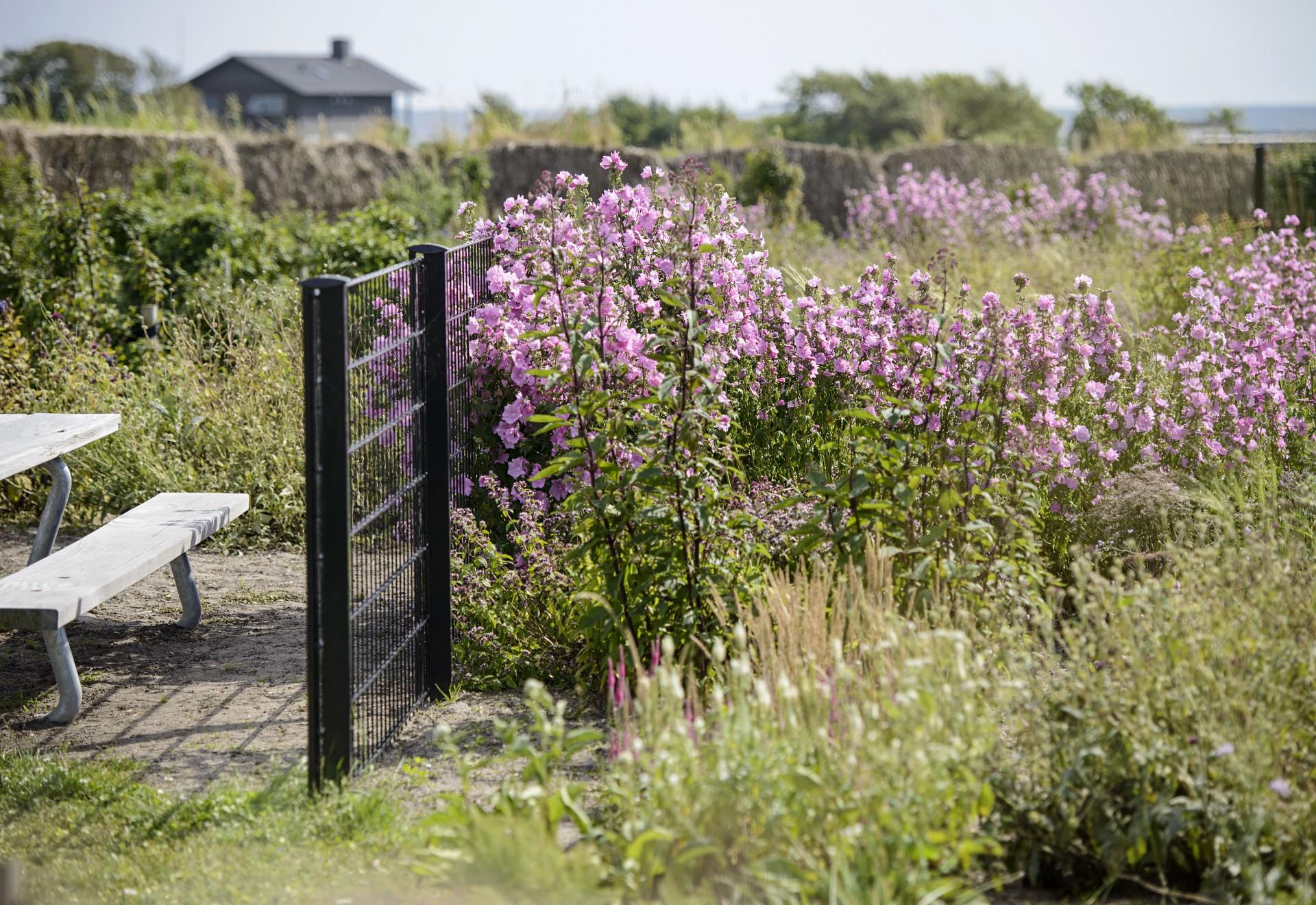 Såkaldte skærehaver er allerede klar. Her kan man for eksempel hente blomster til vaser i hjemmet.