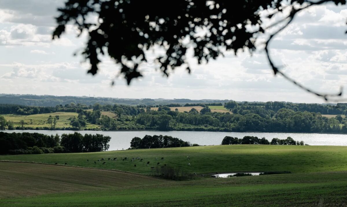 Foto af grønt landskab med en sø i det fjerne. Et træs krone hænger ned i forgrunden