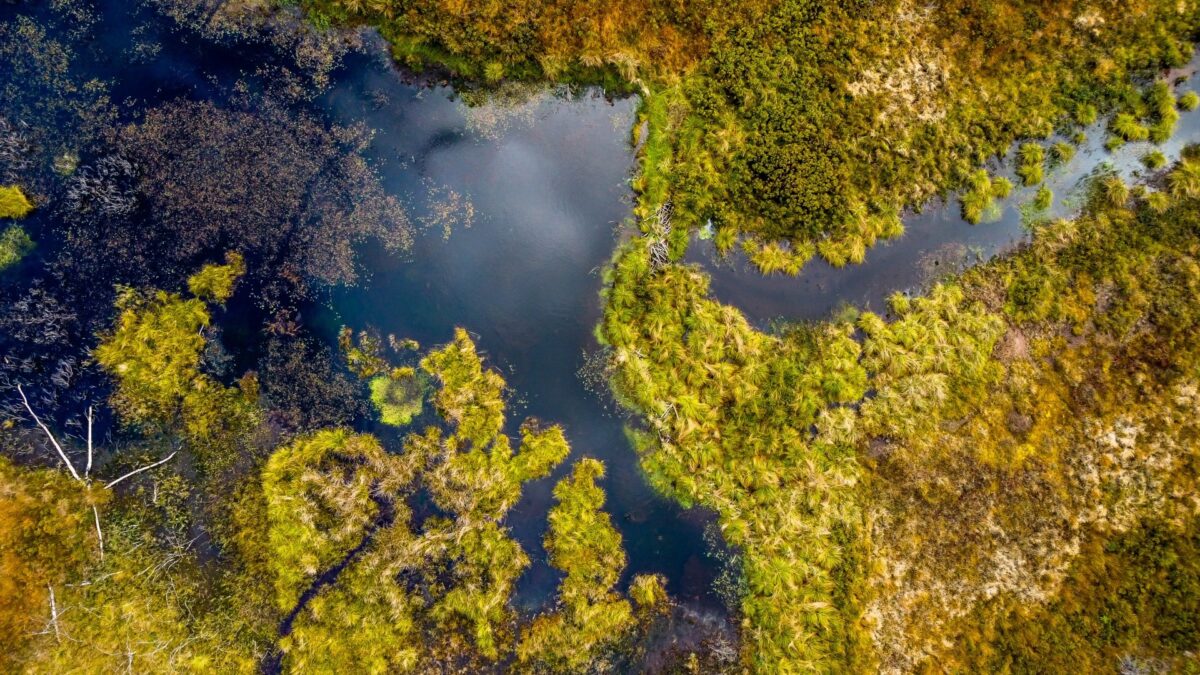 Luftfoto af grønt område med vandhuller