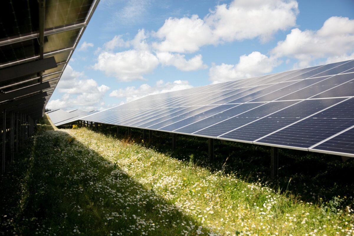 Solceller set nedefra. Der er græs imellem rækkerne