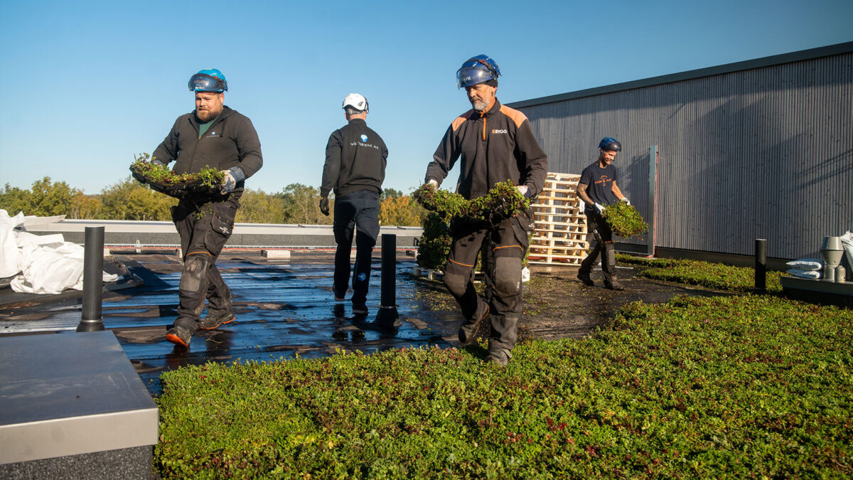 Personer arbejder på sedumtag