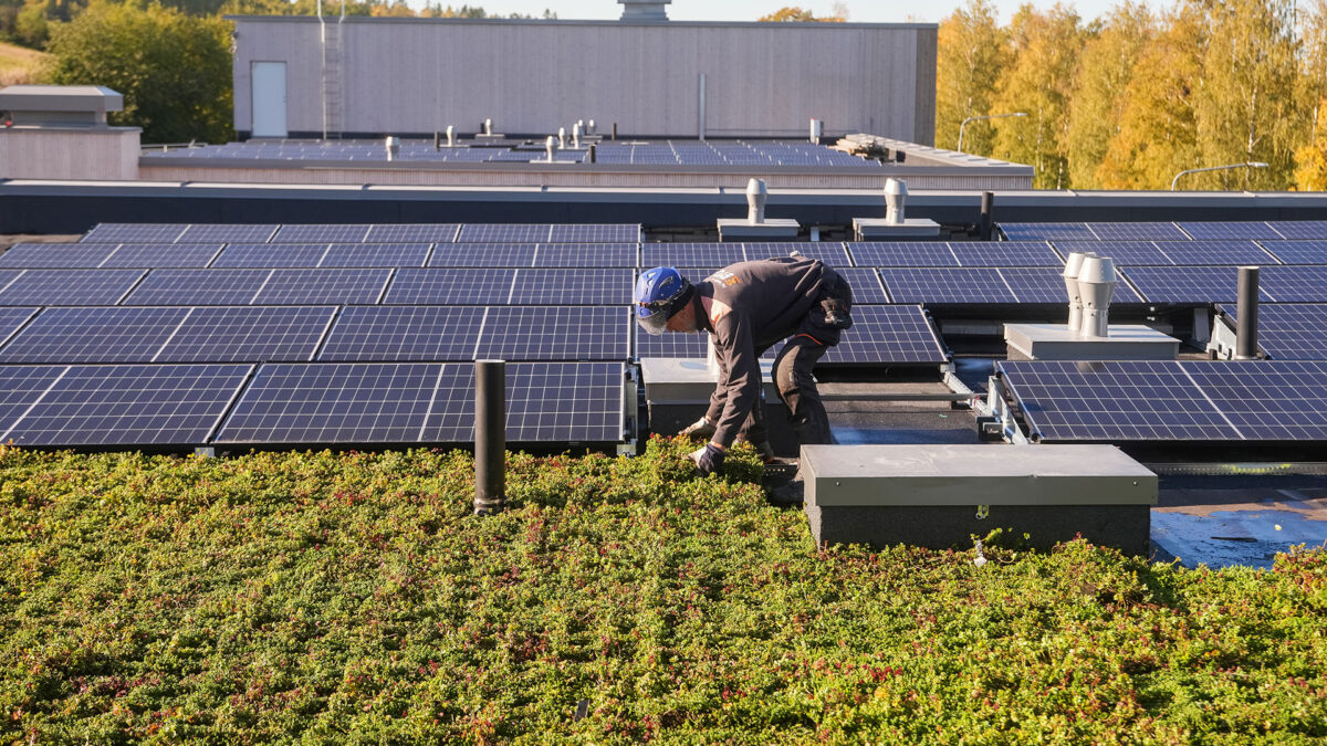Person arbejder på sedumtag